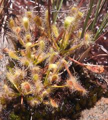 Drosera curvipes