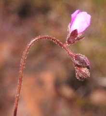 Drosera curvipes