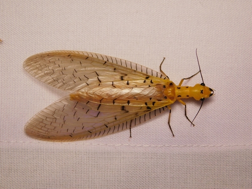 Nevromus austroindicus photo 2