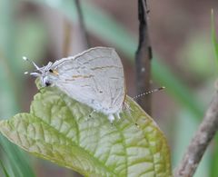Hypolycaena philippus philippus