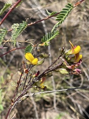 Smithia erubescens