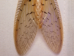 Nevromus austroindicus