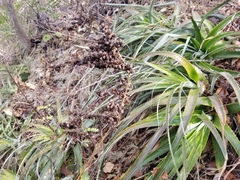 Hechtia guatemalensis