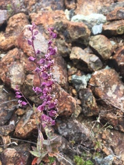 Streptanthus glandulosus pulchellus
