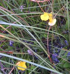 Utricularia prehensilis