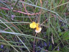 Utricularia prehensilis