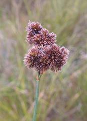 Juncus punctorius