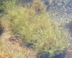 Isolepis fluitans