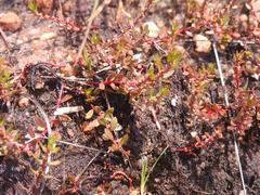 Crassula natans