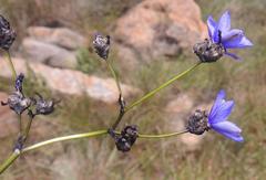 Aristea angolensis angolensis