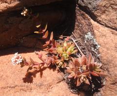 Crassula setulosa jenkinsii