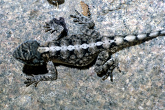 Agama armata