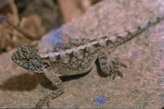 Agama armata