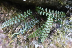 Polystichum atkinsonii