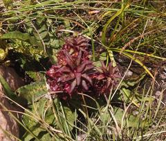 Eucomis vandermerwei