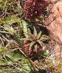 Eucomis vandermerwei