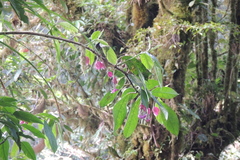 Drymonia conchocalyx