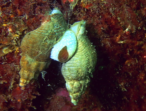 Dire Whelk