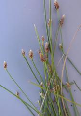 Isolepis fluitans
