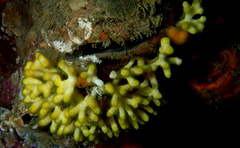 Heteropora pacifica