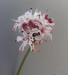 Nerine rehmannii