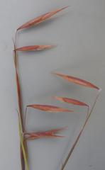 Monocymbium ceresiiforme