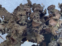 Tuckermanopsis platyphylla