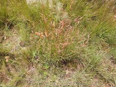 Monocymbium ceresiiforme