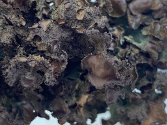 Tuckermanopsis platyphylla