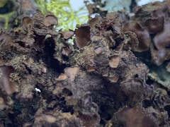 Tuckermanopsis platyphylla