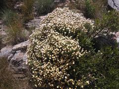 Helichrysum reflexum
