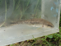 Campostoma oligolepis