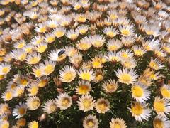 Helichrysum reflexum