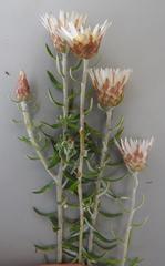 Helichrysum reflexum