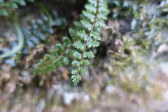 Polystichum atkinsonii