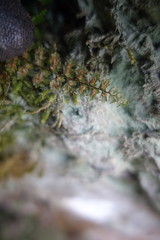 Polystichum atkinsonii