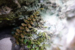 Polystichum atkinsonii