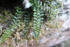 Polystichum atkinsonii