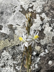 Chlorophytum transvaalense