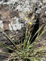Chlorophytum transvaalense