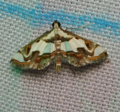 Agassiziella picalis