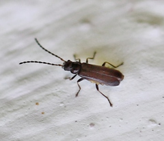 Macrocerus nigrinus