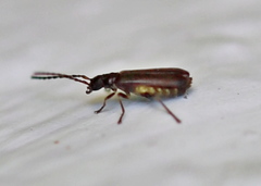 Macrocerus nigrinus