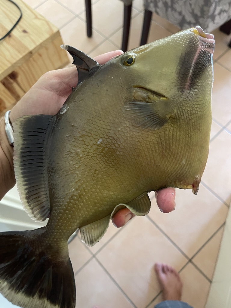 Masked Triggerfish