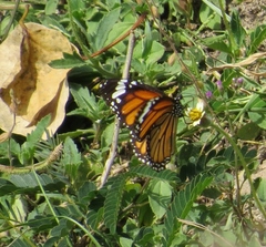 Danaus genutia