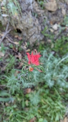 Castilleja affinis affinis