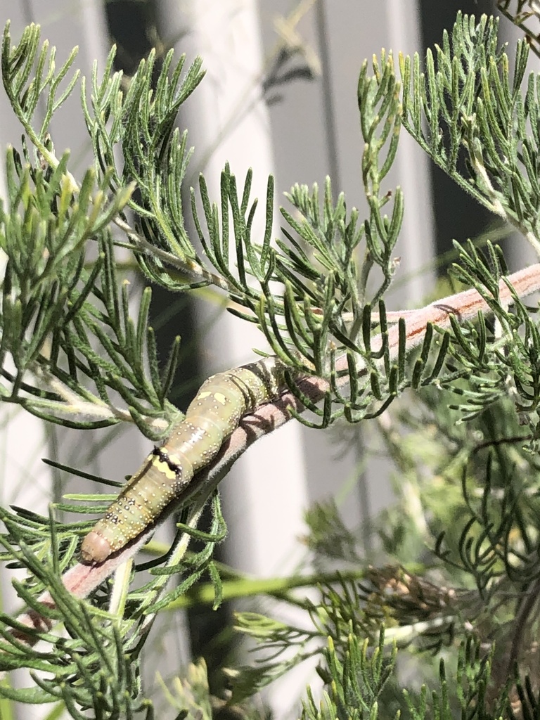 Pinkbellied Moth from Fryer St, Hallett Cove, SA, AU on February 14