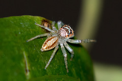 Cytaea plumbeiventris