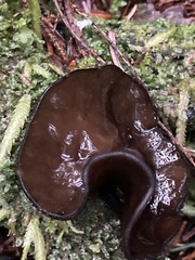 Pseudoplectania vogesiaca