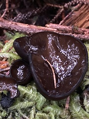 Pseudoplectania vogesiaca